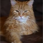 Maine Coon Kater beim relaxen...