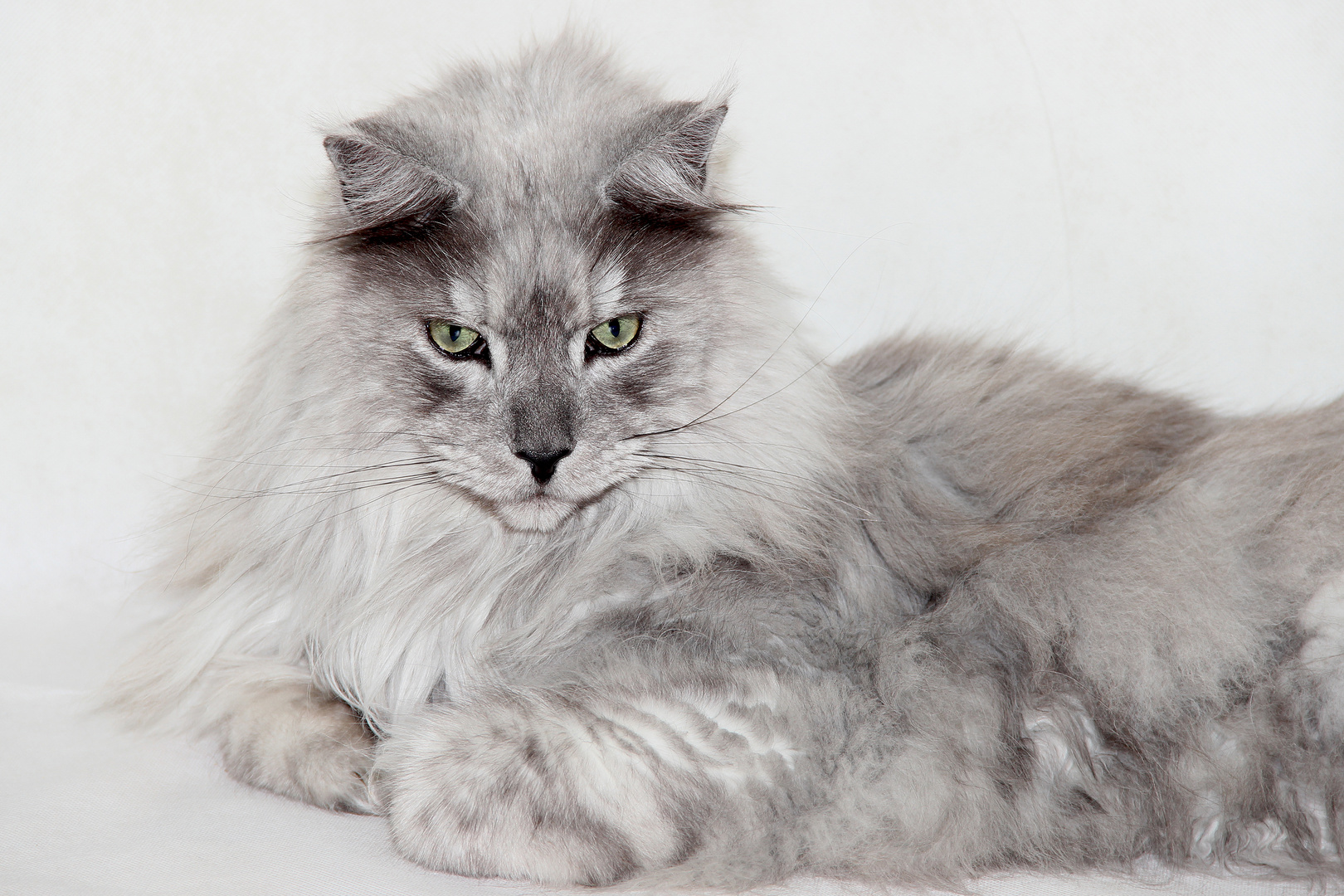 Maine Coon Kater Foto Bild Tiere Haustiere Katzen