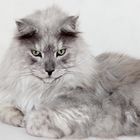 Maine Coon Kater