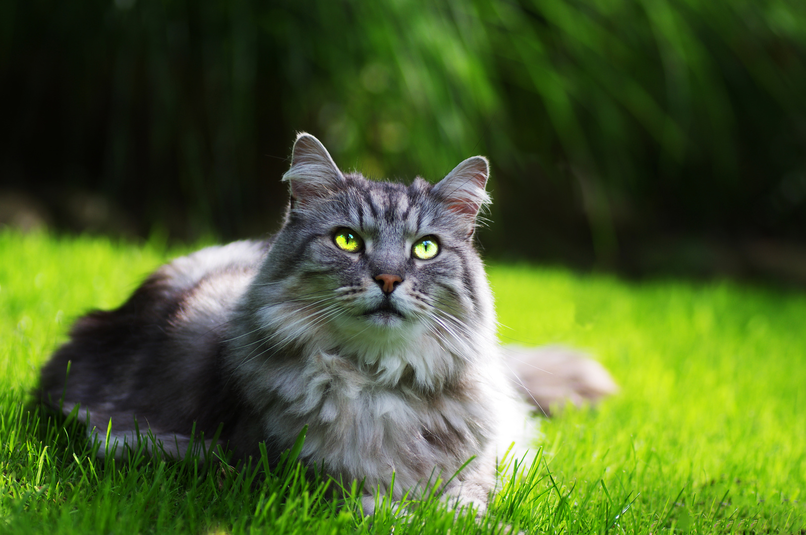 Maine Coon Kater Grobi