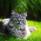 Maine Coon Kater Grobi