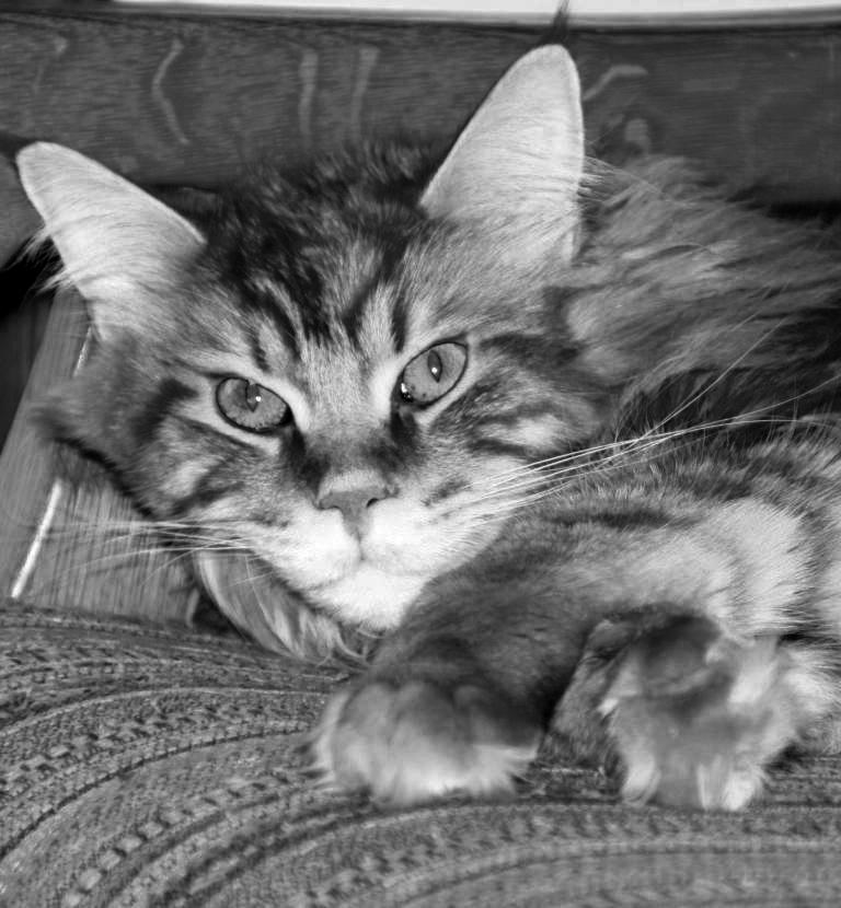 Maine Coon-Kater Hollywood ganz relaxt