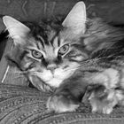 Maine Coon-Kater Hollywood ganz relaxt