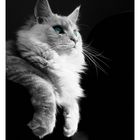 Maine Coon Kater im Portait