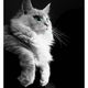 Maine Coon Kater im Portrait