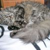 ~Maine Coon Kater Tiger~