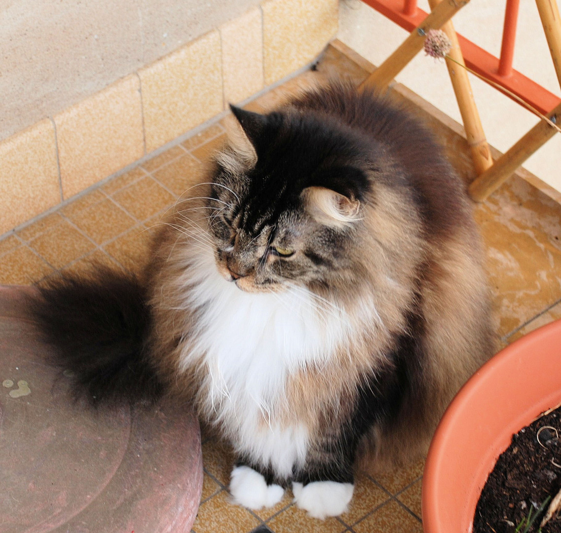 Maine-Coon Kater Volko