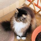 Maine-Coon Kater Volko