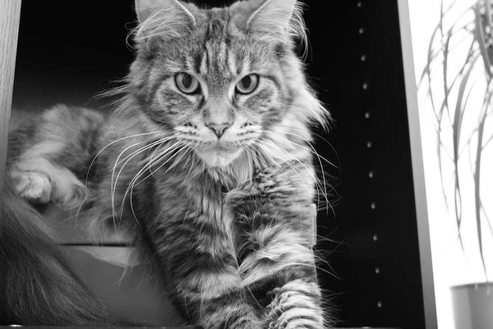 Maine Coon Katze