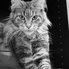 Maine Coon Katze