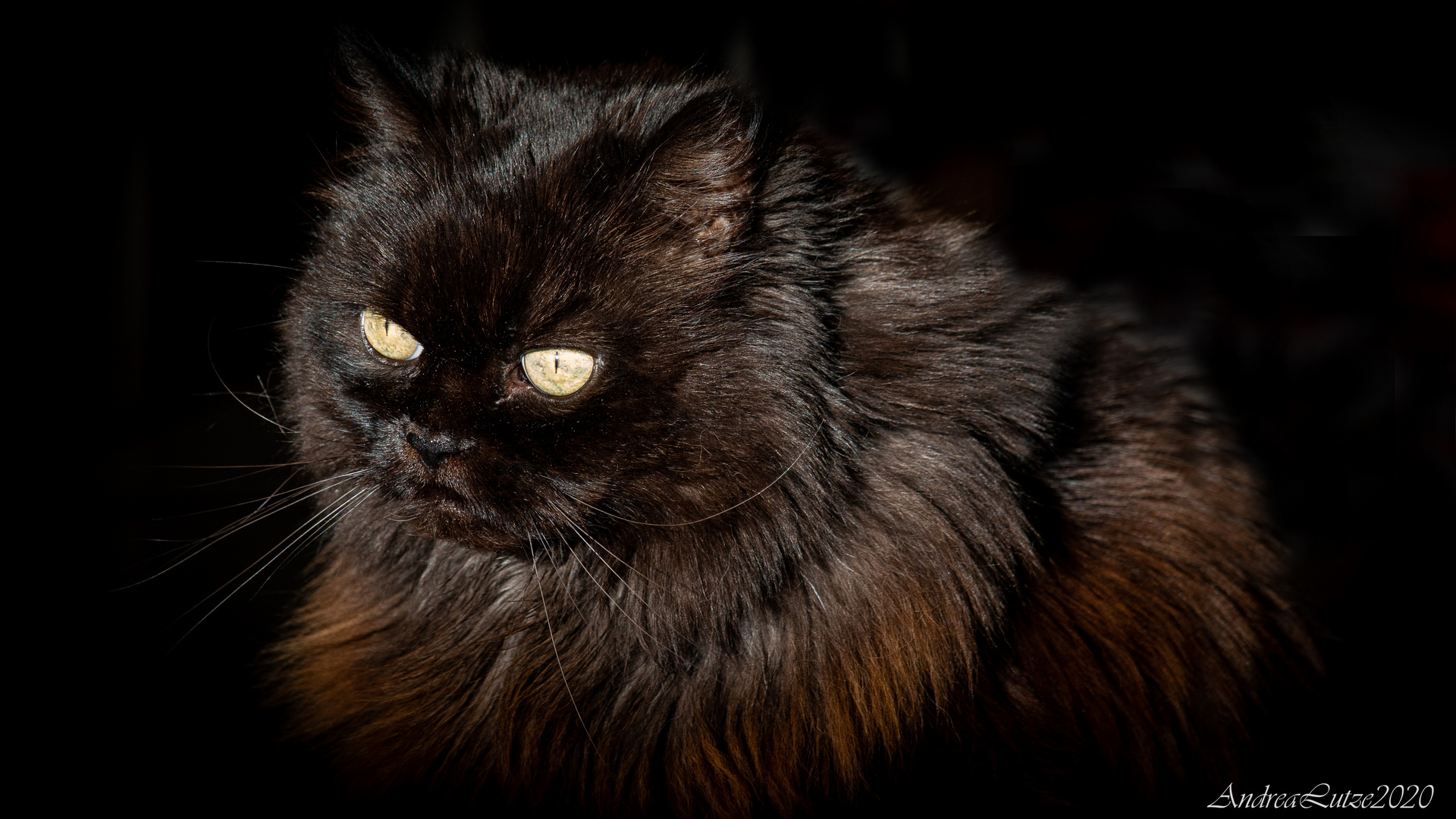 Maine Coon Katze