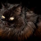 Maine Coon Katze