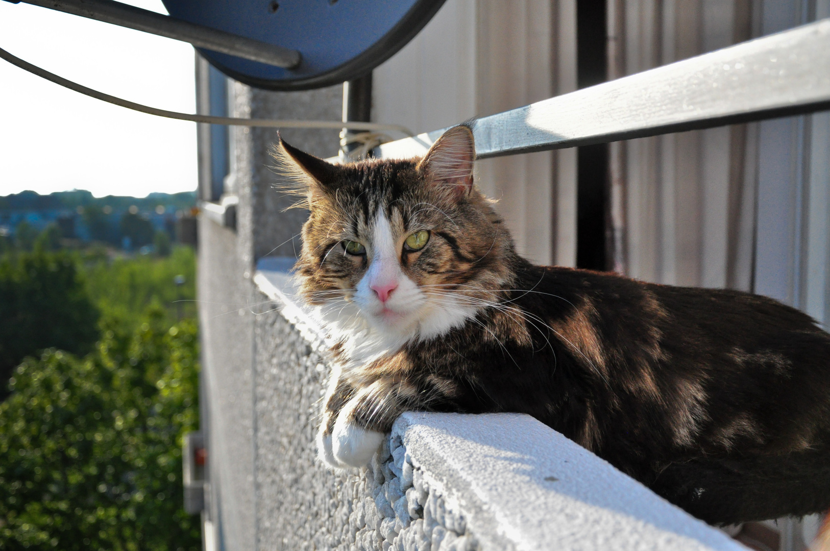 Maine Coon Katze