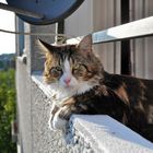 Maine Coon Katze