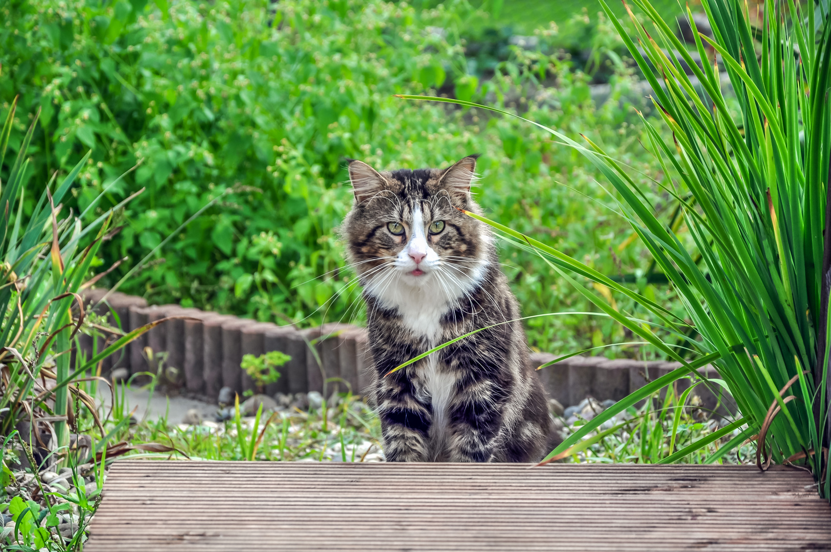 Maine Coon Katze 4