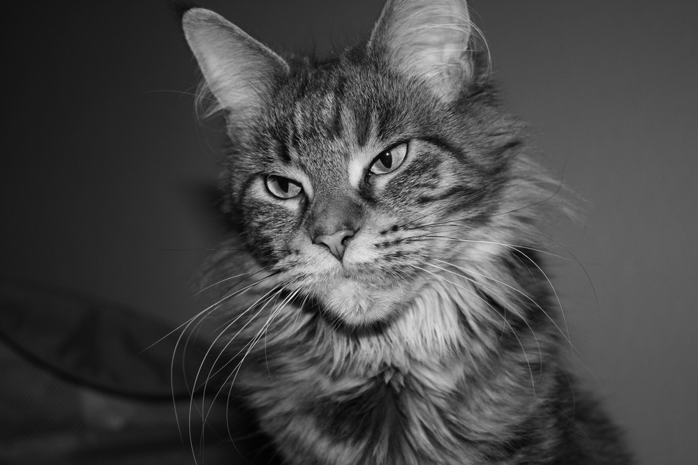 Maine Coon Katze