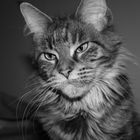 Maine Coon Katze