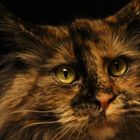 Maine-Coon-Katze