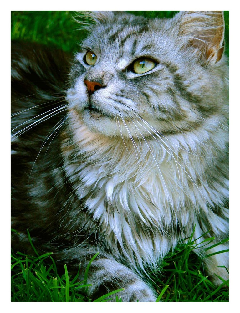 Maine Coon Katze