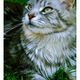 Maine Coon Katze