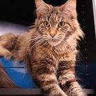 Maine Coon Katze