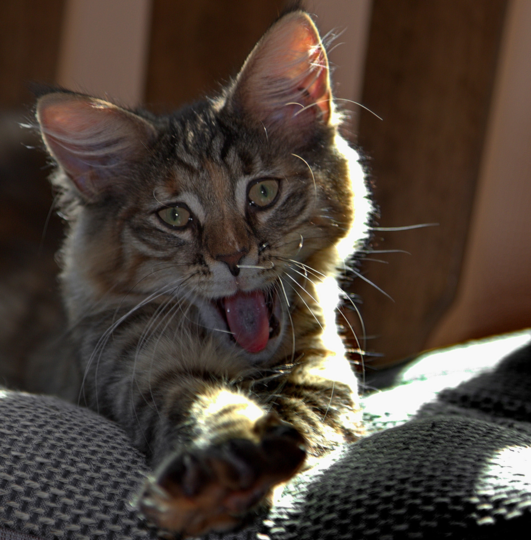 Maine-Coon-Katze