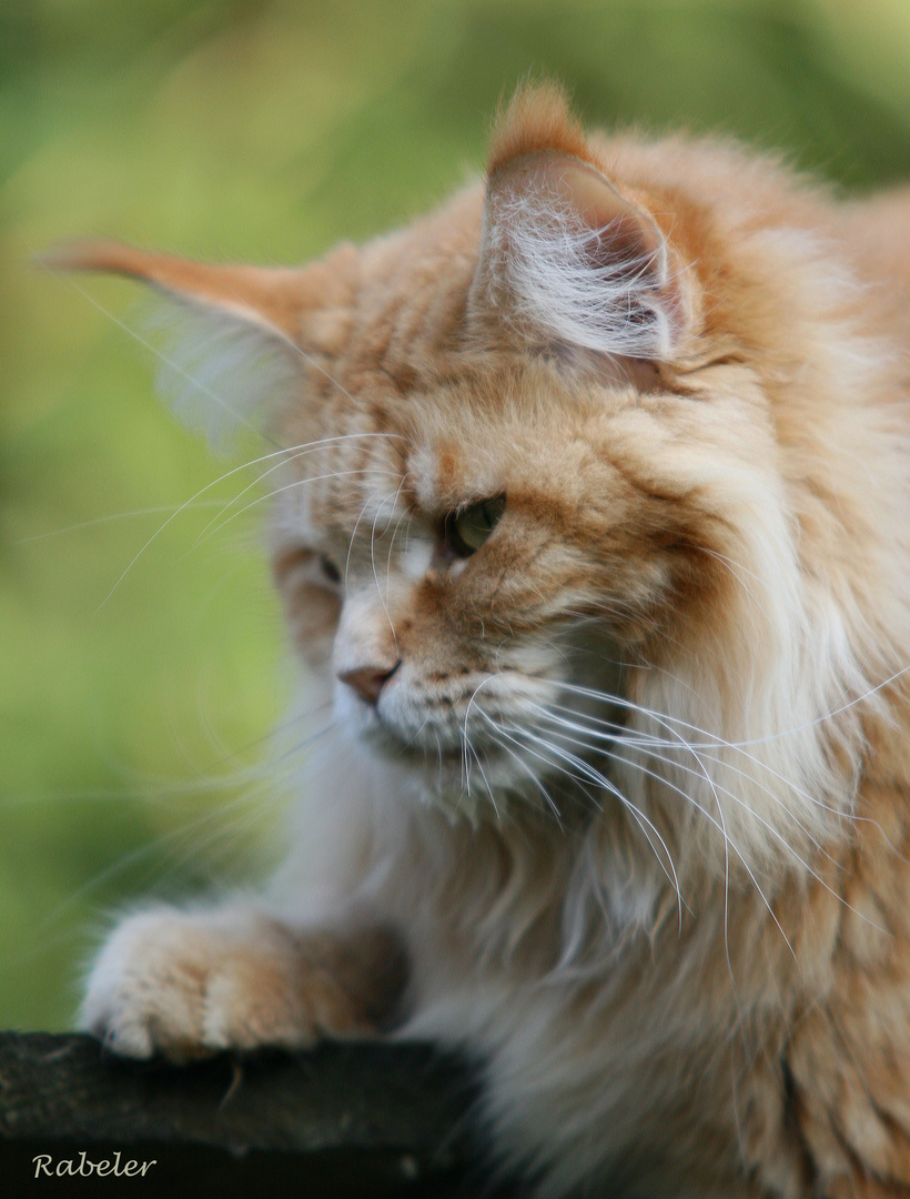 Maine Coon Katze