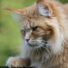 Maine Coon Katze