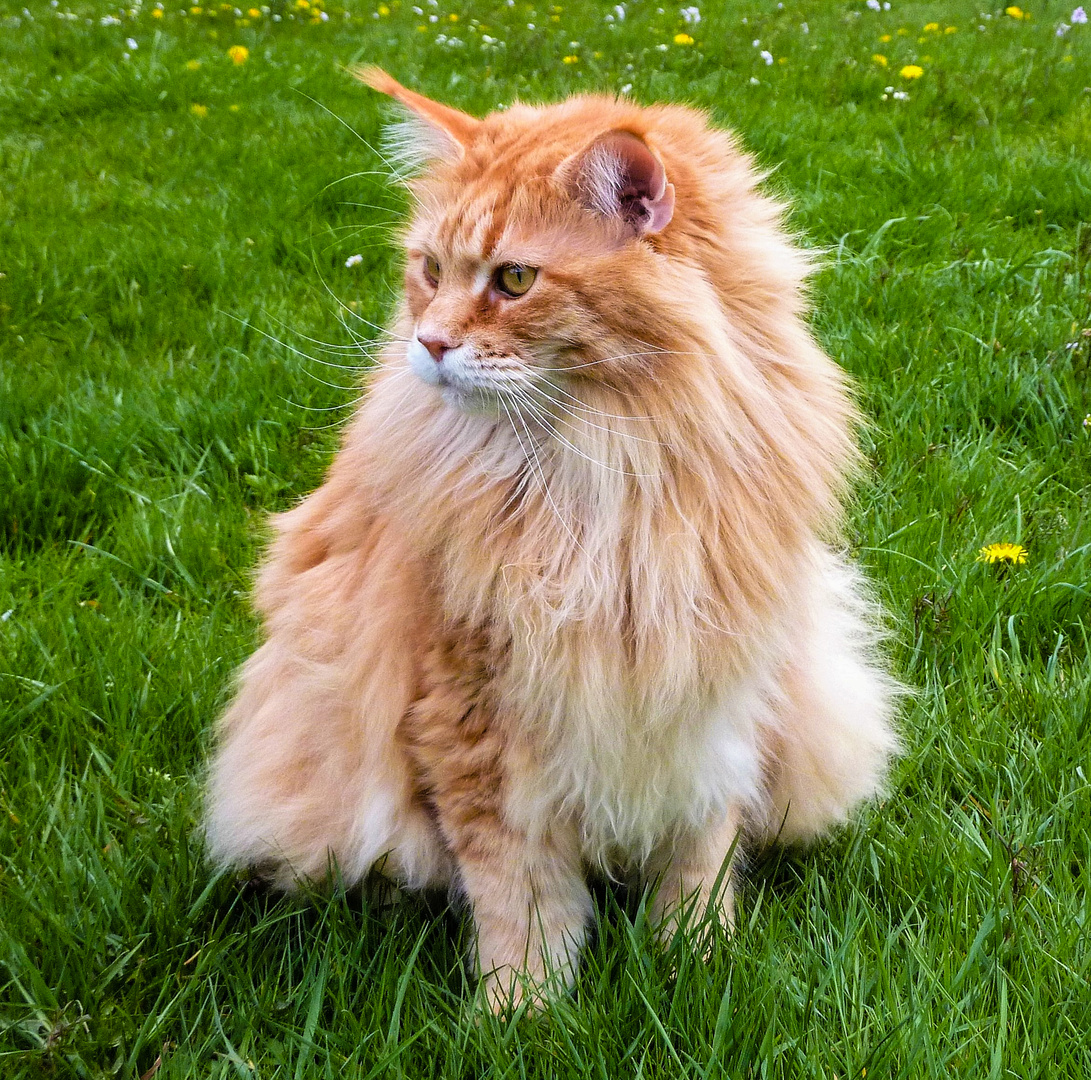 Maine-Coon-Katze