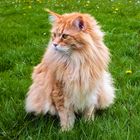 Maine-Coon-Katze