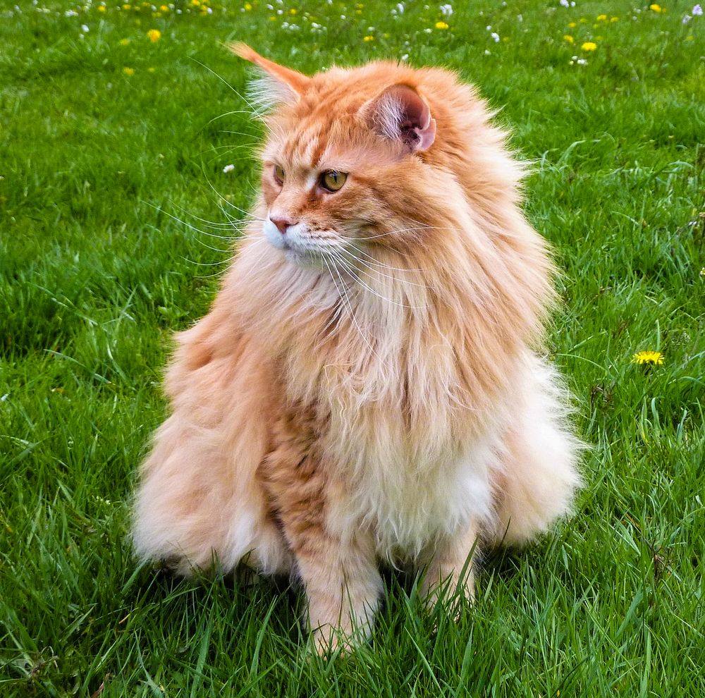 MaineCoonKatze Foto &amp; Bild natur, portrait, kater Bilder auf
