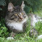 Maine-Coon-Katze