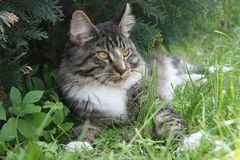 Maine-Coon-Katze