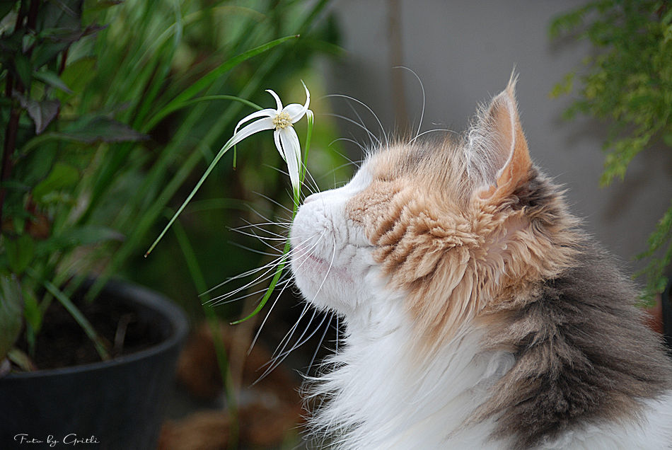 Maine Coon Katze Celly