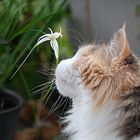 Maine Coon Katze Celly