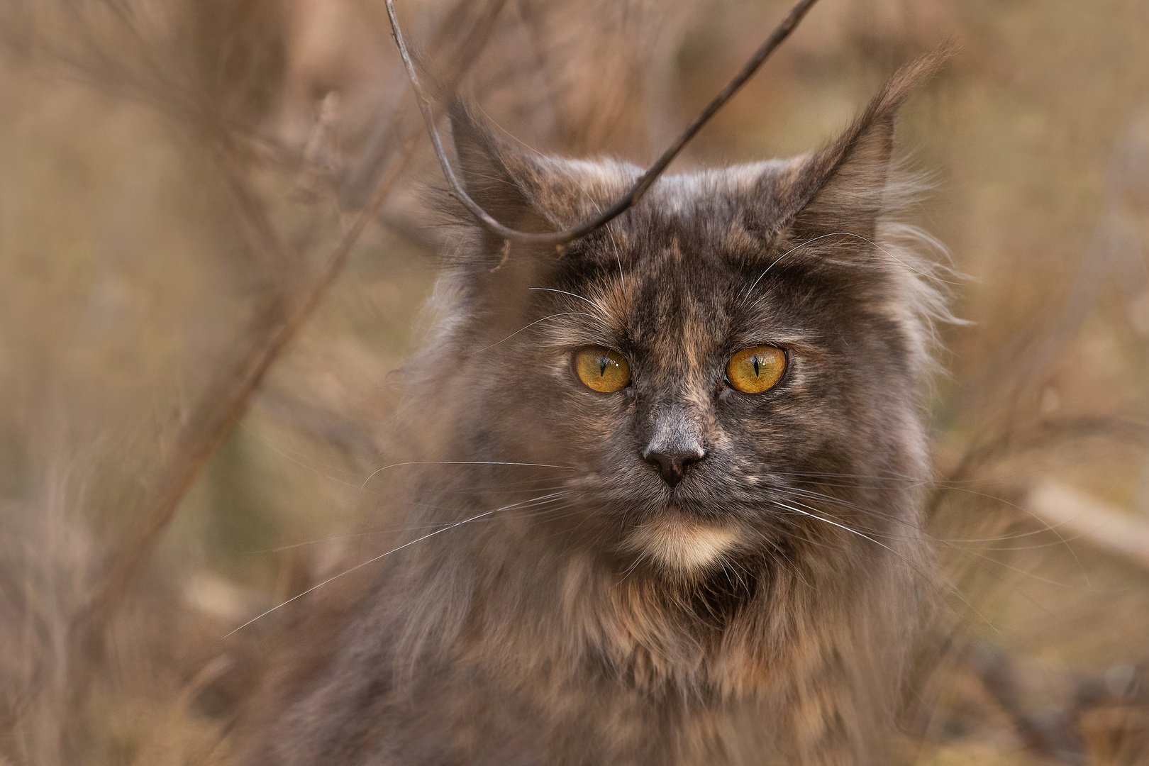 Maine Coon - Katze - Coonie - cat