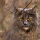 Maine Coon - Katze - Coonie - cat