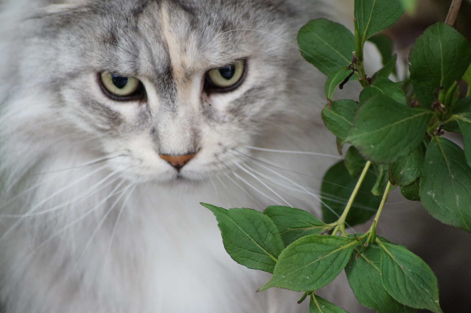 Maine-Coon-Katze im Garten