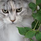 Maine-Coon-Katze im Garten