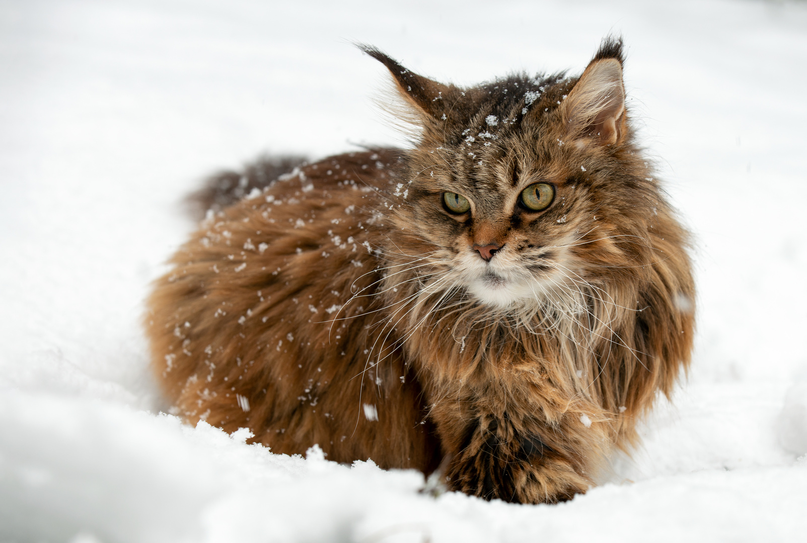 Maine Coon Katze im Schnee