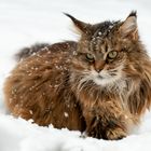 Maine Coon Katze im Schnee