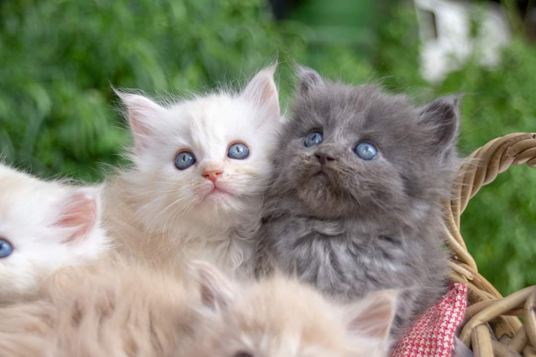 Maine Coon Kitten 