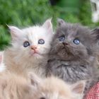 Maine Coon Kitten 