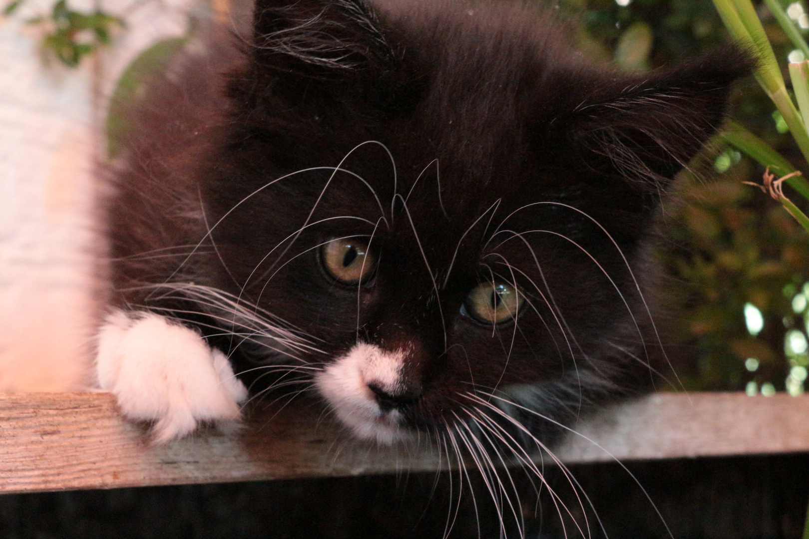 Maine Coon Kitten