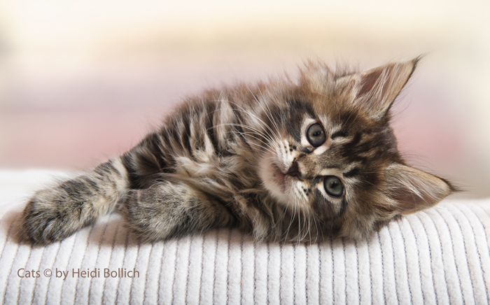 Maine Coon Kitten / 3