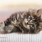 Maine Coon Kitten / 3