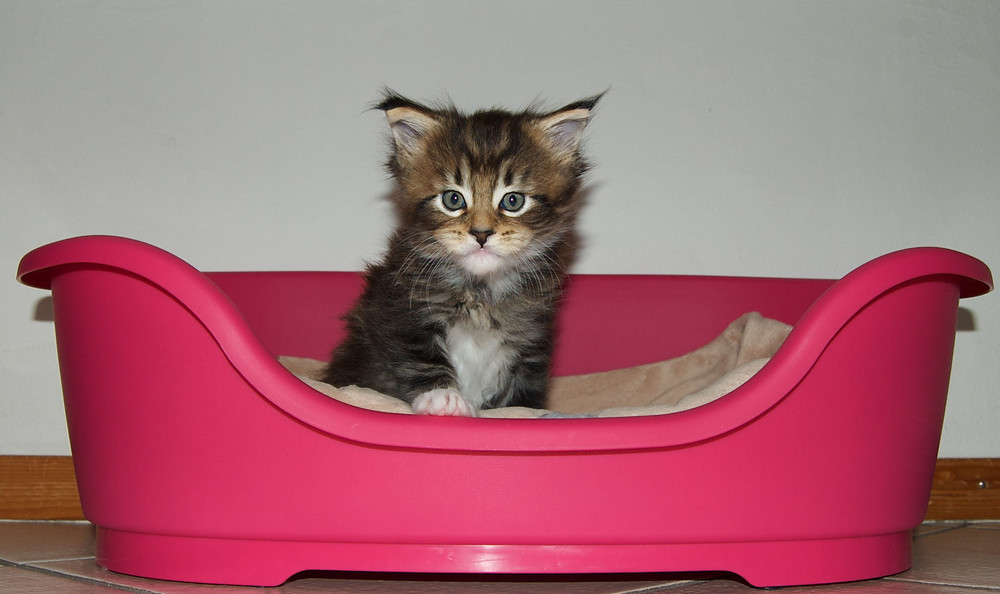 Maine Coon Kitten