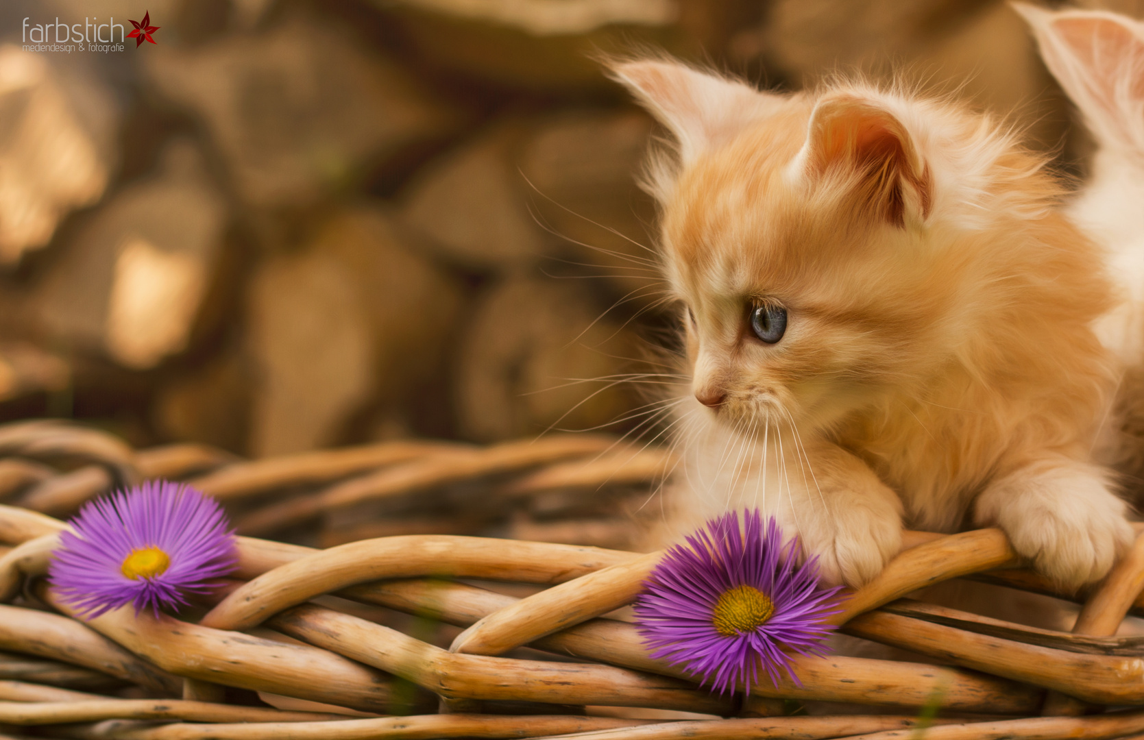 Maine Coon kitten