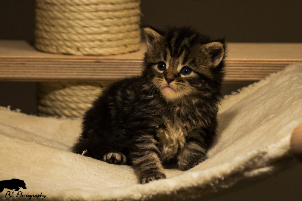 Maine Coon Kitten