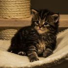 Maine Coon Kitten